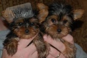 (Akc Registered) cute gorgeous Male and Female Yorkie puppies