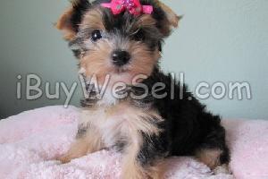 *Quality and Blessed Teacup Yorkie puppies
