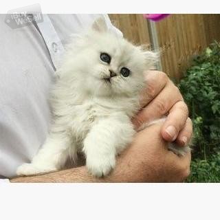 12 veckors persiska kattungar tillgängliga