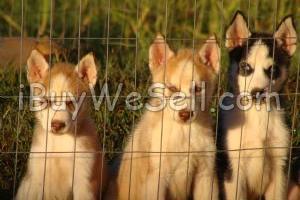 AKC Registered Husky puppies.