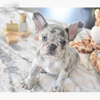 Adorable French Bulldog puppies available for rehoming Älvsborg