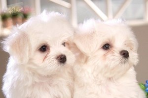 Adorable and beautiful M/F Maltese pups ready for you to take home