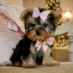 Adorable and beautiful terrier yorkie for sale