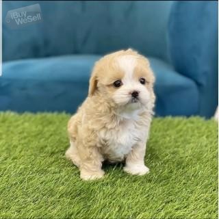 Adorable maltipoo puppies available for Sale