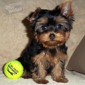 Affectionate and lovely teacup yorkie puppies