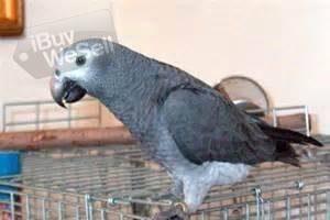 African Grey Timneh babies for sale