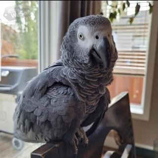 African gray Parrots available for rehoming
