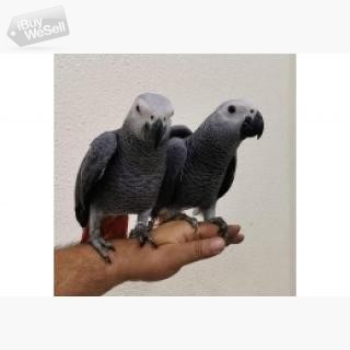 Afrikanska grå papegojor till salu whatsapp:+63-977-672-4607