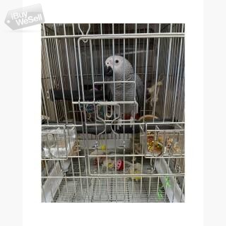Afrikanska grå papegojor tillgängliga