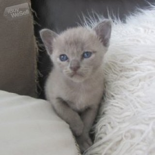 Asian Cats and Kittens for sale