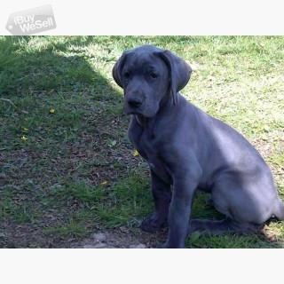 Beautiful Blue & Black German Breed Standard Great Dane Puppies