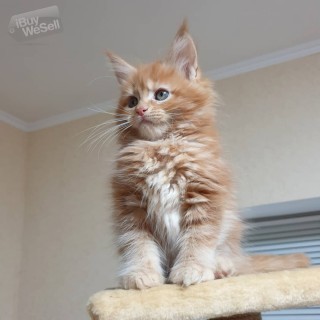Beautiful Maine Coon kittens for Adoption