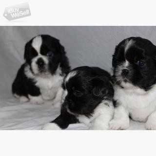 Beautiful Shih Tzu Puppies