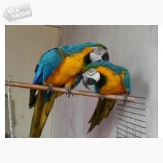 Blå och guld ara papegojor whatsapp:+63-977-672-4607