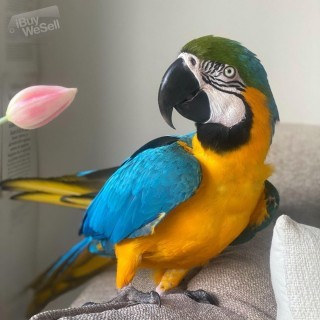 Blå och guld ara papegojor