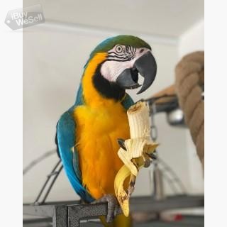Blå och guld ara papegojor