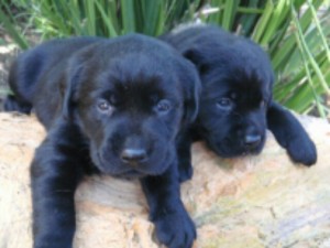 Black English Labrador Puppies