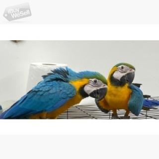 Blue And Gold Super Tame Macaw We currently have some very tame Blue and Gold Macaw babies they have