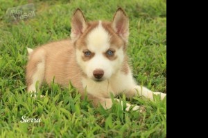 Blue Eyes Siberian Husky Puppies For Lovely Homes