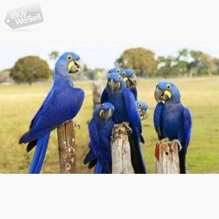 Blue Hyacinth Macaw Parrots For sale