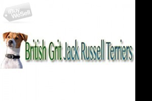 British Grit Jack Russell Terriers