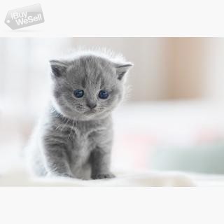British shorthair kitten available for Sale