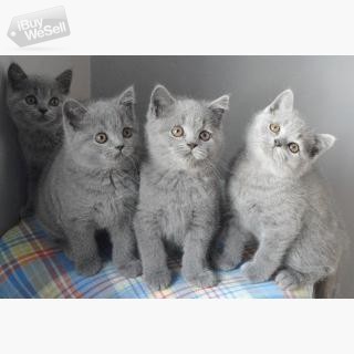 Brittiska korthåriga kattungar tillgängliga