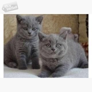 Brittiska korthåriga kattungar