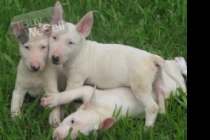 Bull Terrier puppies