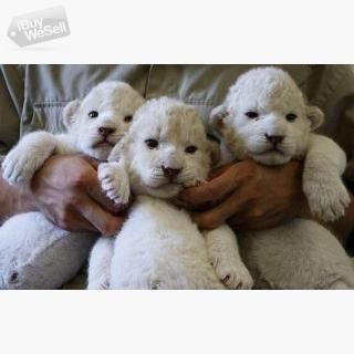 Cheetah Cubs for sale|Tiger cubs for sale