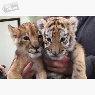 Cheetah cubs, Tiger cubs, Lion cubs, Jaguars, zebra, owls