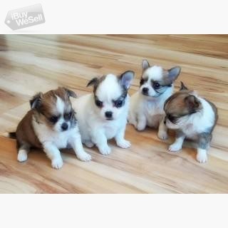 Chihuahua valpar tillgängliga