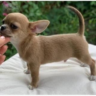 Chihuahua valpar