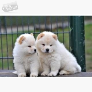 Chow Chow Puppies Kronoberg