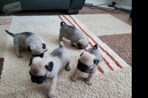 Cute Purebred Pug Puppies available
