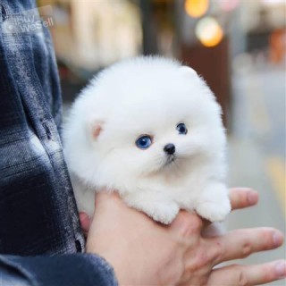 Cute purebred mini Pomeranian puppies