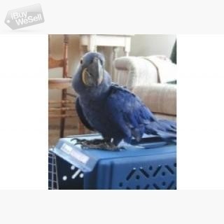 Ett par Hyacinth Ara papegojor till salu whatsapp:+63-977-672-4607