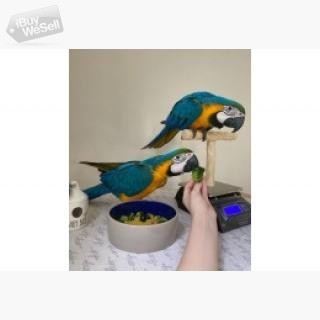 Ett par blå och guld ara papegojor