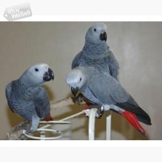 Ett par grå papegojor till salu