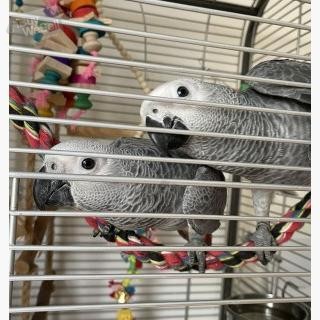 Ett par grå papegojor, 6 månader, tama och ringmärkta