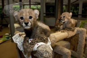 Exotic big cats cubs example cheetah, tiger, margay, ocelots, fennec fox, Jaguar for sale