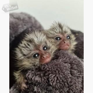 Finger Baby Marmoset Monkeys Available