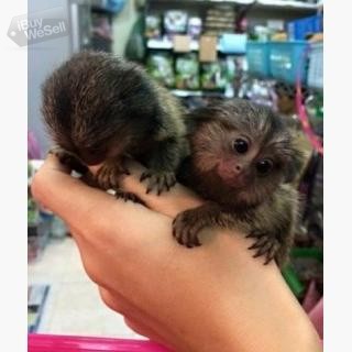 Finger Marmoset Monkeys till salu