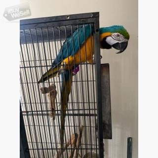 Gold Macaw Parrot