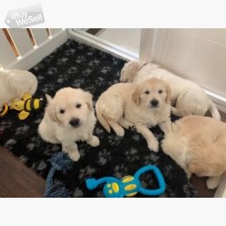 Gorgeous Cream Golden Retriever puppies