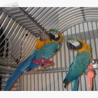 Härliga ara-papegojor manliga och kvinnliga whatsapp:+63-977-672-4607 Södermanland