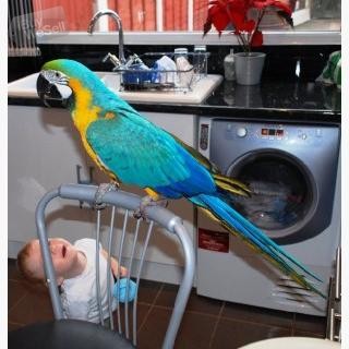 Härliga ara-papegojor manliga och kvinnliga whatsapp:+63-977-672-4607 Skaraborg