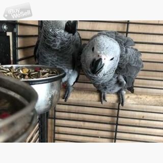 Hand Reared Baby African Grey Parrrots   for sale