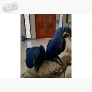 Hyacinth Parrots for sale I have a pair of hyacinth parrots ready for a new home. They are tamed, fr