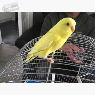 I am selling my 2budgies female and male